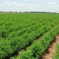 ارض زراعية • ٣ دونم • الجدول الغربي