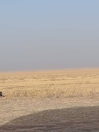 تبن • جوه تلعفر • ٧٠ دونم