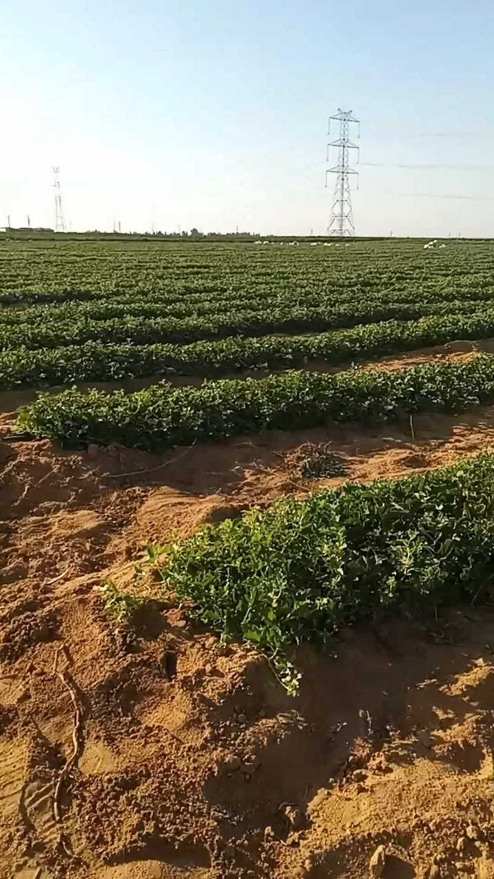 مزرعه30فدان للبيع فى وادى النطرون 
وجهه ٢٥٠ متر على الاسفلت  بتقسيم الاهرام فى اجود رقعه زراعيه فى وادى النطرون من حيث الارض والمياه
المزرعه بعقد ملك من محافظه البحيره وليس عليها اى مستحقات للدوله عقد باسم المالك مباشر بدون توكيلات حيازه زراعيه وكارت فلاح
المزرعه مجهزه بمحول 100kكهرباء حكوميه وبئرمياه ارتوازى 
نسبه الملوحه فى المياه ٥٠٠جزء تصلح لكل انواع الزراعات والمحاصيل 
للتواصل 01069582965


**إذا كنت صاحب هذا الإعلان وتريد حذفه لأي سبب، رجاءا أرسل رسالة إلى الدعم الفني**