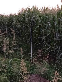 بذور صفره • ارتفاع ٣٫٥-٤م • محليه حكوميه