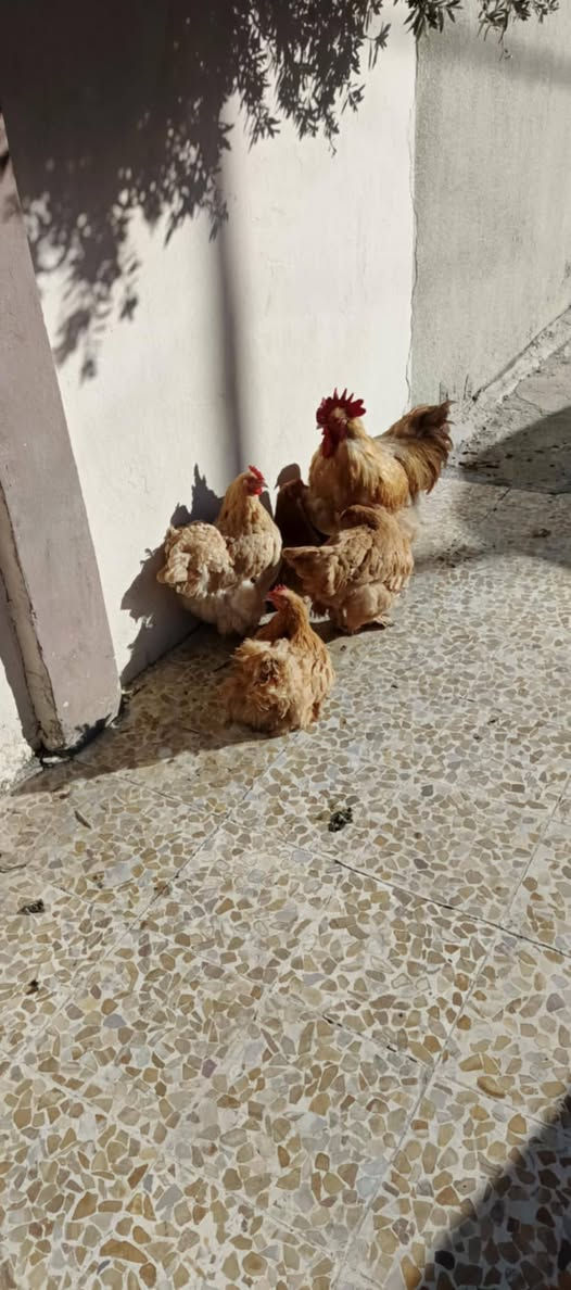 السلام عليكم ورحمة الله وبركاته اللهم صلي على محمد وال محمد 🙏 موسم خير وبركه لجميع أن شاء الله
متاح بيض 🥚 +افراخ كوشن  العملاق         العراقية 🙏🤳  

باقي التفاصيل خاص او الاتصال على الرقم 
الهاتف ***********
الموقع الرسمي موصل ايمن  يوجد توصيل جميع محفظات العراقية 🙏 
Thank you all 🤳🙏
