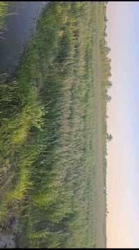 بابل المحاويل • ١١ دونم • قرب قاعدة كالسو