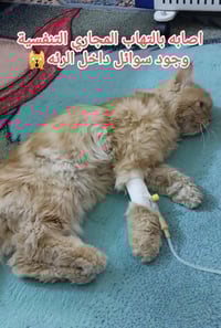 عيادة بيطرية • نيمونيا قطط • حله