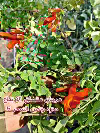 بفظل الله وبركاته توفرت عدنه جميع النباتات المزهراء   الدائميه  كل صور...