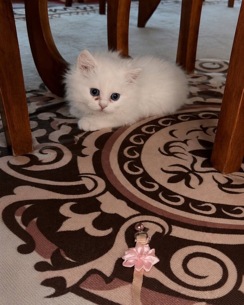 #متجر_أليفك

🐱🐾 قطة شيرازي للبيع🐱🐾
🐱🐾 العمر  شهرين 🐱🐾

✨ قطة جميلة جدًا، أليفة، ونظيفة، ولعوبة، وتحب اللعب والاهتمام.

 يجي وياها🐾
✅ دفتر لقاحات🐾
✅ بيت خاص🐾
✅ لتر بوكس🐾
✅ رمل🐾
✅ دراي فود🐾
✅ جميع أغراضها الأساسية🐾

🏡 أتمنى تروح لبيت هادئ ولطيف، وأصحاب يحبون الحيوانات ويهتمون بيها، لأنها تستحق مكان مليان حنان واهتمام. ورفق بل حيوان واجب 

💰 السعر: 87,000 دينار عراقي

📩  التواصل على الخاص.

حياكم الله زبائننا الكرام 🐾


**إذا كنت صاحب هذا الإعلان وتريد حذفه لأي سبب، رجاءا أرسل رسالة إلى الدعم الفني**