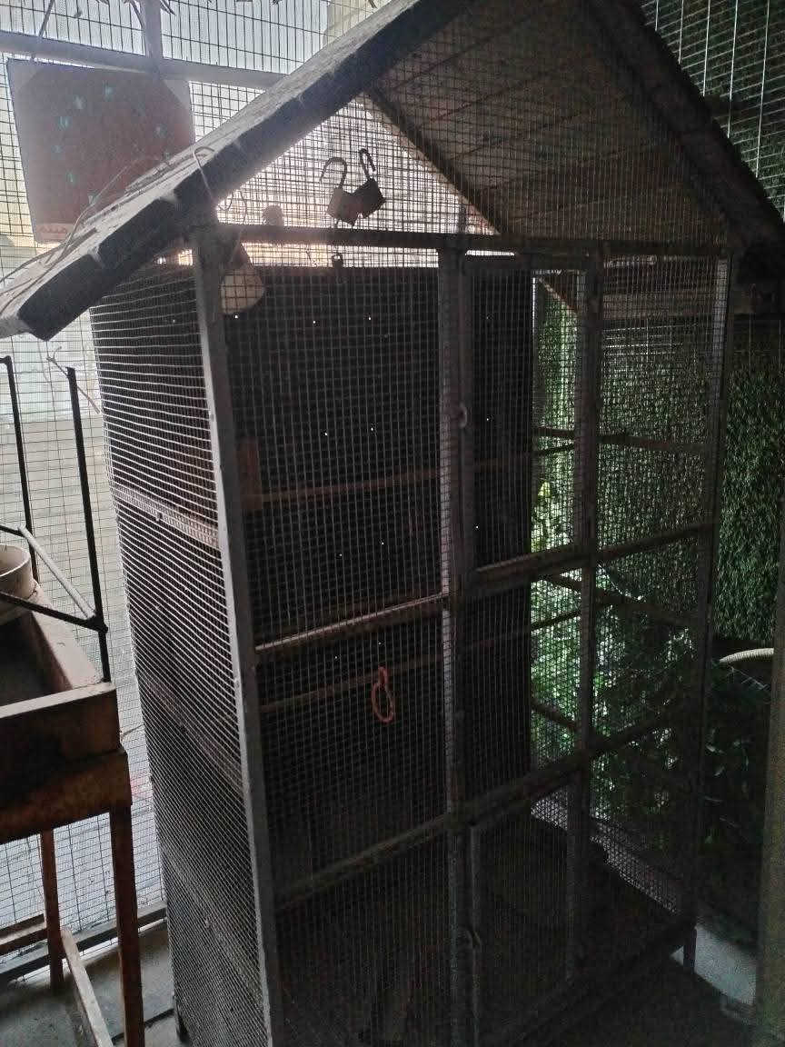 السلام عليكم اخوتي الاعزاء بيت طيور حديد شغل درجه اولى فول دبل باب جرارة تنظيف سقف خشب ديكور عرض متر وارتفاع مترين ونزال 50سم
المكان بغداد تقاطع درويش. التراث هاتف ***********
