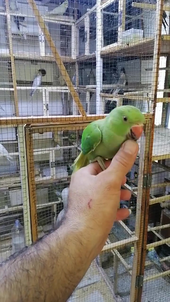 @إشارة
ببغاء درة اليف بدايت كلام
بعقوبه ***********
