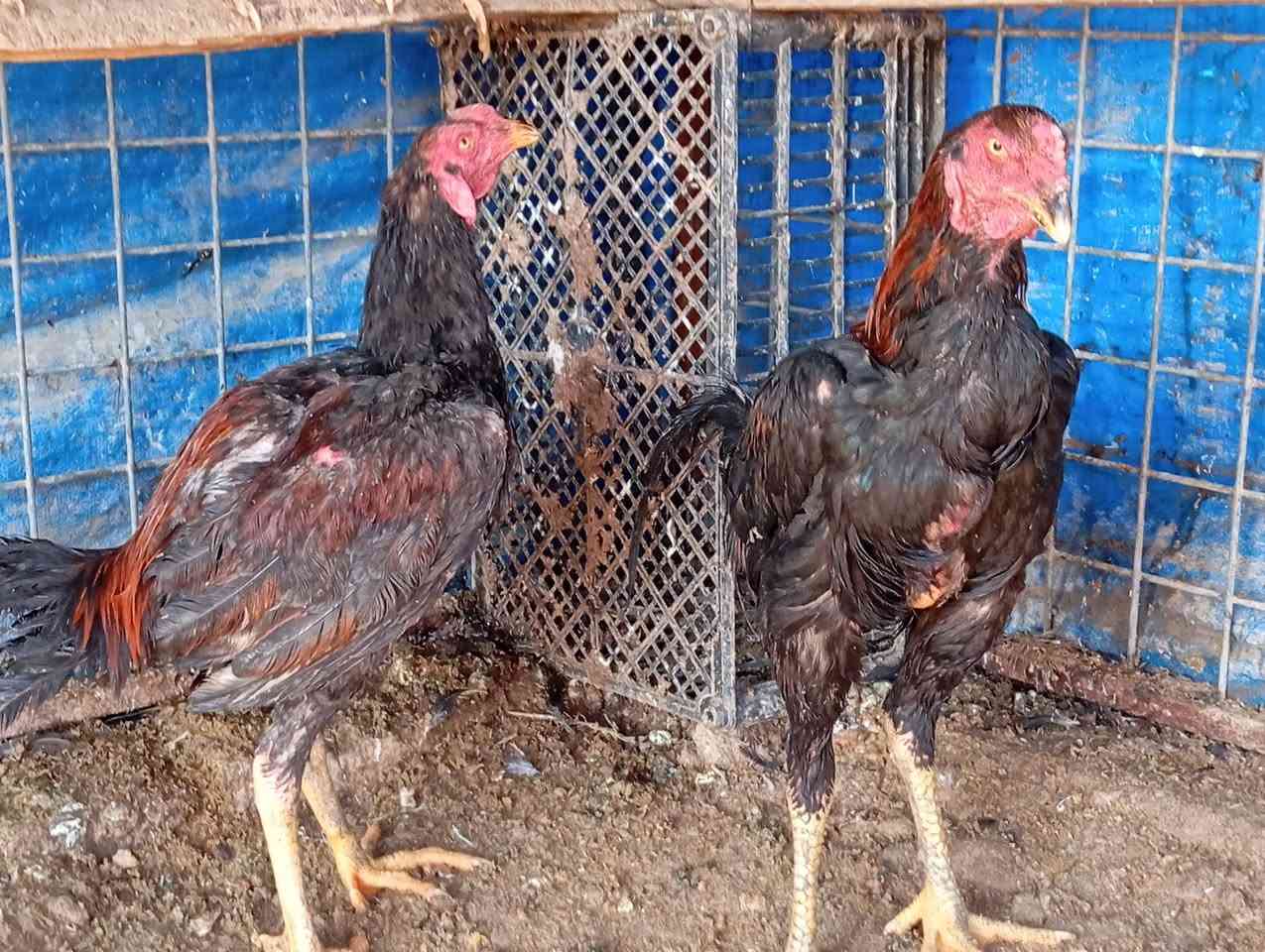 ديوك هراتي وديوك بوطوني وديوك عرب فول فول للبيع ***********
