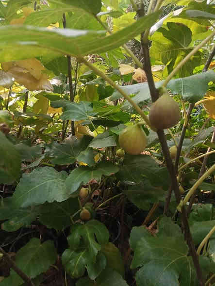 تين عرموطي الارتفاع متر نص إلى مترين سندان 21 العنوان كربلاء قضاء الحسينيه منطقة الابراهيميه جميع الشتلات حماله السعر 7000 للحجز مراسلة الصفحه *********** توصيل كميه فقط
