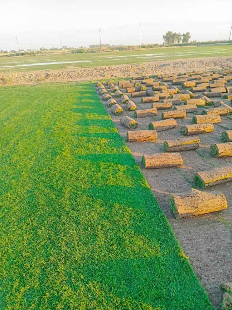 الثيل الهندي درجه الأولى
للحجز الاتصال او المراسلة على الواتساب على الارقام : 
*********** اتصال 
محافظات العراق توصيل
