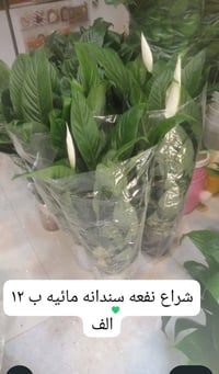 ورد عطري • مشتل سدة البوعلي • أسعار مناسبة