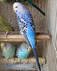 متاح • طيره