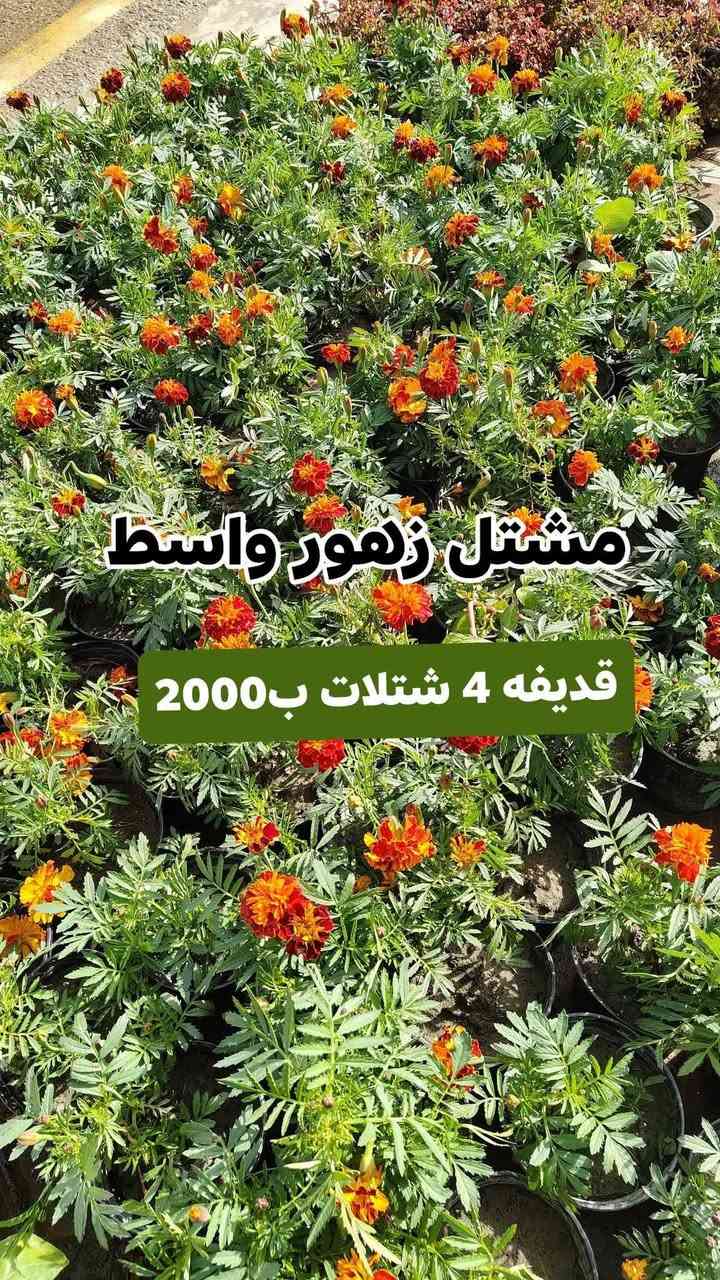 عروض يوم الجمعه مستمرين وياكم بالعروض 3 شتلات بسعر 5000 دينار واكو 4شتلات ب 2000 دينار
مشتل زهور واسط 🌸
📍 العنوان: الكوت - فلكة الحاوي - شارع مجمع دمشق الطبي.
🚚 خدمة التوصيل: متوفرة داخل مدينة الكوت فقط.*********** واتساب 
نستقبلكم بكل حب لتزيين منازلكم بأجمل أنواع الزهور والنباتات.
يفتح المشتل طيله ايام الاسبوع من الساعه 7:00 صباحا والى الساعه 11:00 ليلأ
