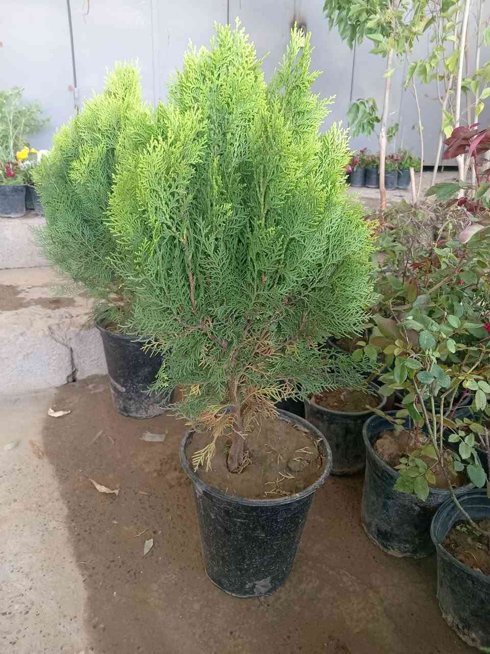 بسم الله 🌹 تم وصول ورد جوري عطري 🏵️ ورود زينه موسميه و دائميه 🌳 أشجار  🌿
رمان
عنب
برتقال
يوسفي
ليمون
تكي
🌺
نبته الهيل
🌿
اكاسيا
البيزيا البخ
🍀
أبو حارث *********** اسيا ***********
الشرقاط الجميله تقاطع الطوب
