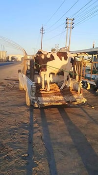 جزارة البيدر • عجول عراقي • قوزي