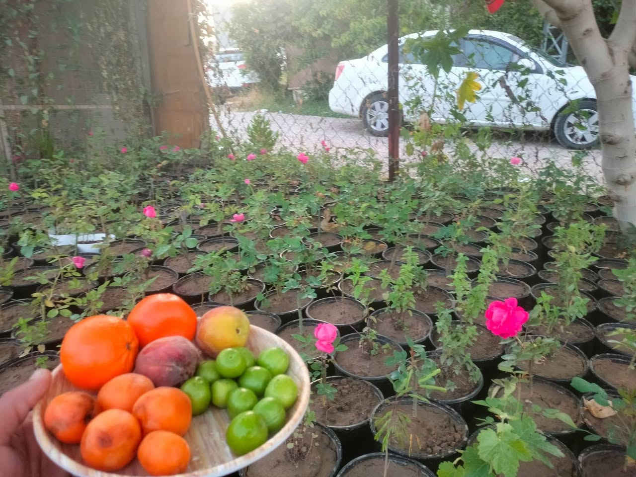 متوفر ددونيا جملة مفرد وجوري عطري فواح 🌹
يوجد أقلام متسلق قنقينة مجاني


**إذا كنت صاحب هذا الإعلان وتريد حذفه لأي سبب، رجاءا أرسل رسالة إلى الدعم الفني**