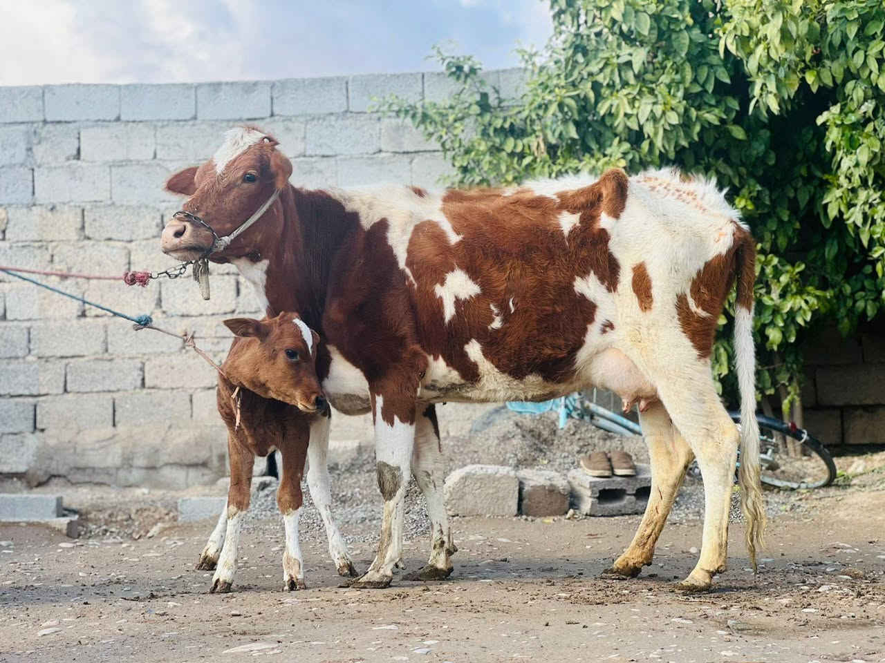 السلام عليكم ورحمه الله وبركاته بقره والده بيه فره بل حليب الحليب خير من الله السعر مليون 950 وبيه مجال الاستفسار ع هاذه الرقم *********** الموقع ناحيةالزاب ملاحظه يرهم مراوس بحلال
