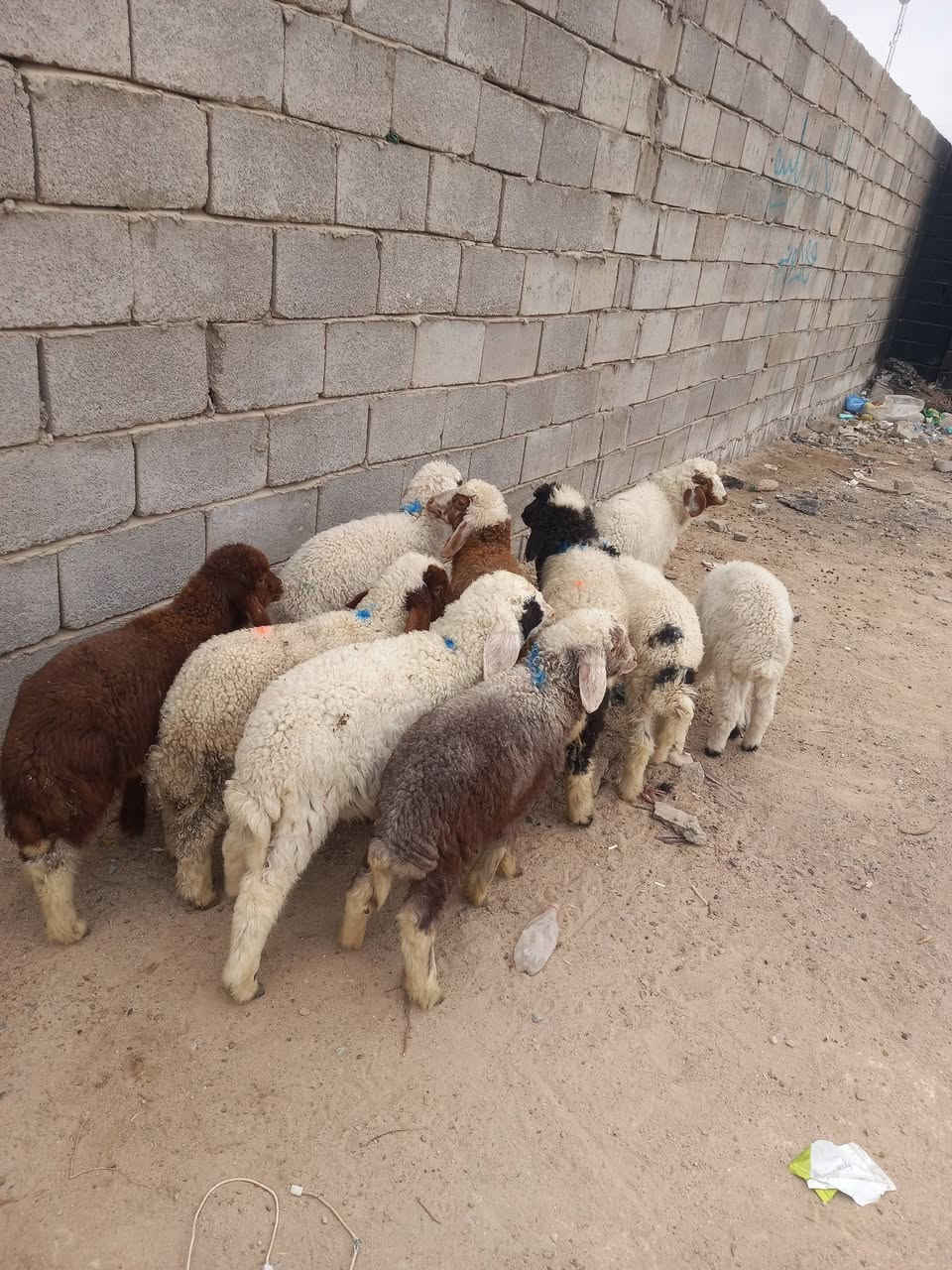 السلام عليكم طليان عدد 10 نص بنص طليان كلش حلوات وشرط الصحاة طليان مال رباط كلش حلوات ومناسبات سعر واحد ب180 عنواني بصره الزبير رقمي ***********
