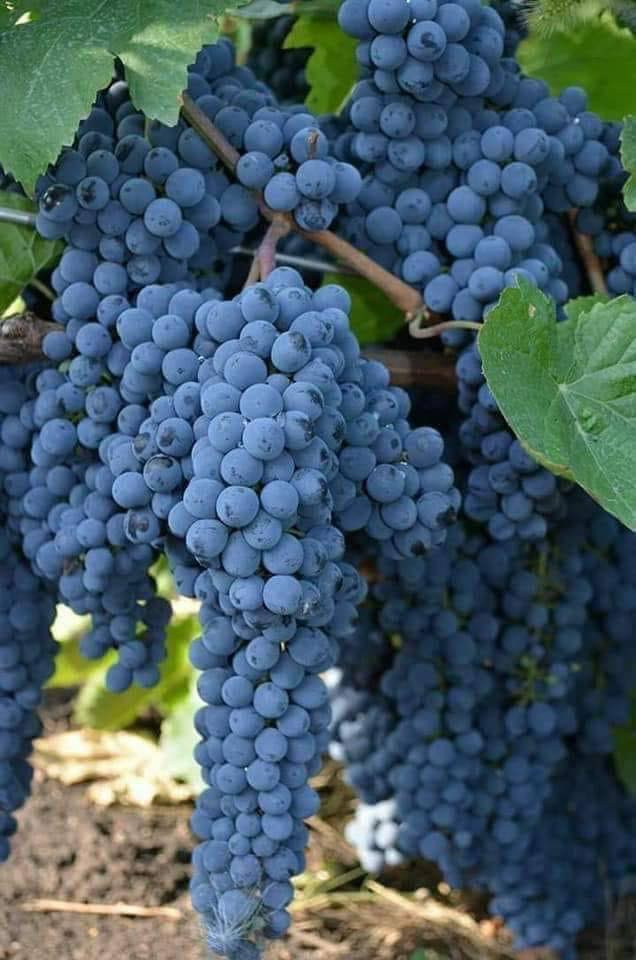 مشروع استثماري 

مزرعه للبيع 

مساحه 16 دونم مسيج (نوع سياج BRC)

تقع المزرعه في قرية بيباني تبعد عن شارع العام طريق كركوك -اربيل 6كم

يحتوي المزرعه علي 3 بيوت ومخزن 

بيت مؤثث مساحة 170م 

بيتين صب بصيط للحرس مجهز كهرباء وماء

يحتوي المزرعه علي بير ارتوازي بعمق 250mوغطاس 4 أنج 
وماء صالح للشرب

يحتوي المزرعه علي تانكي ماء ب سعة 33الف لتر 

يحتوي ايضا علي محوله كهرباء 100 KV

يحتوي المزرعه علي حوض سمك بمساحة 4 دونم 

يحتوي المزرعه علي بستان عنب قمريه 3 دوانم يضم اشجار عنب (زيتوني -حلواني -سلطاني) 1200شجره بعمر 15 سنه. 
مؤثث البستان بأحواض سقي موزعه ببواري 2.5انج كامل 
البستان 

ويحتوي علي اشجار (تين) نوع ( تين اصفر بعدد 450 شجره 
بعمر 15سنه) سقي بطريقة الاحواض موزعه ببواري 2.5انج 

ويحتوي علي 300 شجره منوعه من (رمان -تفاح-مشمش) طريقة الري ببواري 2.5انج 

المزرعه منتجه والها وارد سنوي من البساتين 

المزرعه جاهزه يحتوي علي گراج صب مساحة 100متر 
وحاويه عدد 2 وسقيفه 

وايضا الشارع تبليط لحد المزرعه 

المزرعه طابو صرف زراعي بشرط الوكاله من صاحبه الشرعي 

ملاحظه ( البير مجازه من قبل دائرة الزراعه في قضاء التون كوبري الكهرباء مجاز بأوراق رسميه )

للاستفسار الاتصال 
***********
