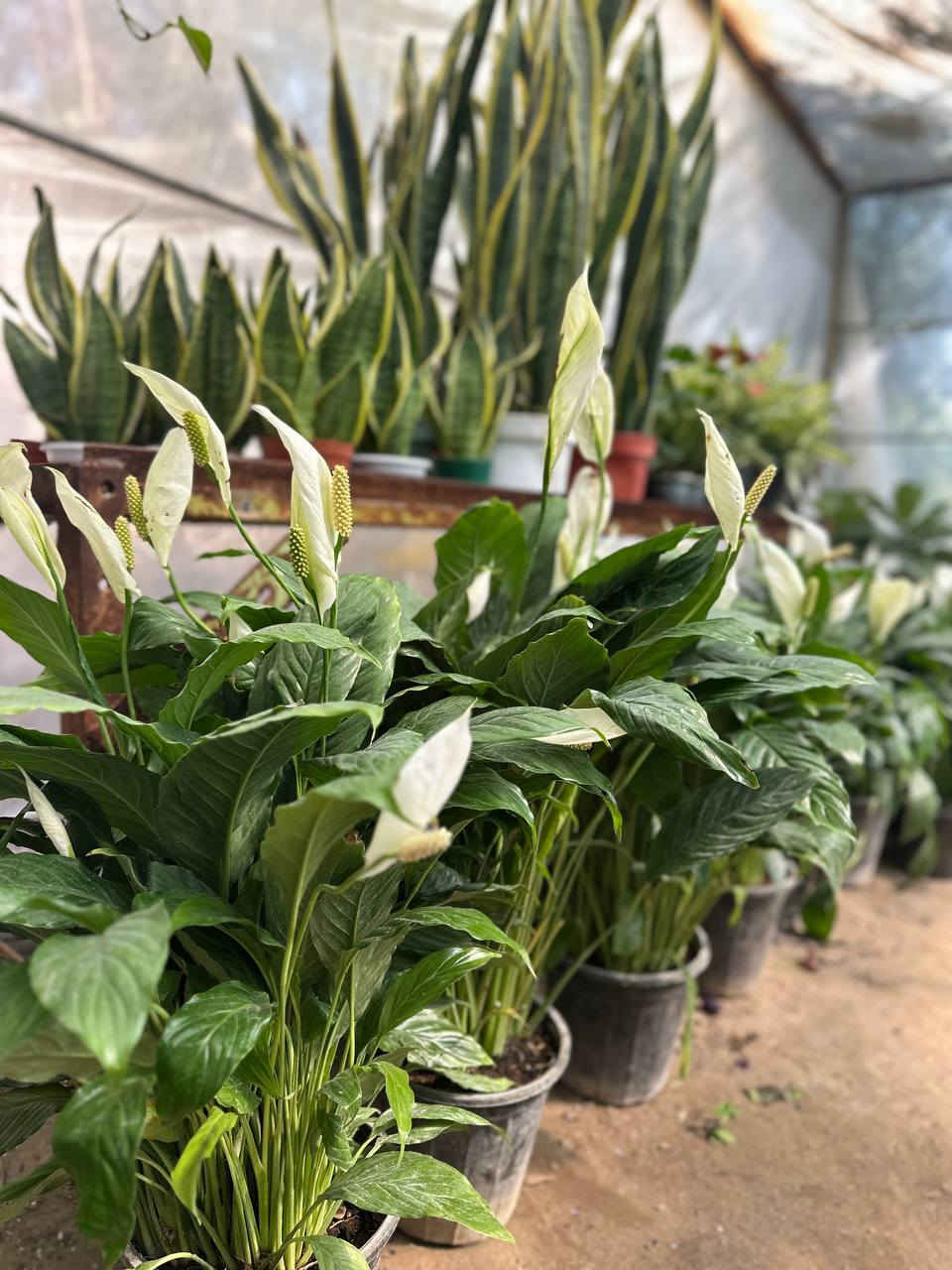 ✨ هدايا جاهزة بكل ذوق وأناقة ✨
داخل مشتل النورين 
العيد قرب 🎁 وعيد الأم ويا عيد الفطر
وإذا محتار شتقدم؟ إحنا سهّلناها عليك 💚

🌿 سنادين جاهزة ومتكاملة
مرتبة وأنيقة ومناسبة كهدية راقية بدون تعب

🎀 متوفرة بعدة أشكال:

 • سنادين كلاسيك فخمة
 • تصاميم عصرية وناعمة
 • تنسيقات جاهزة
 • نباتات داخلية مميزة
 • أحجام صغيرة وكبيرة حسب الطلب

💡 كل سنادينّا:
✔ تنسيق احترافي
✔مناسبة لكل المناسبات
هدية تعيش وتبقى ذكرى 🌱
#عنوانه_واسط_الصويرة_شارع_الغطاس_خلف_المجمع_السوري 
توفر 🚕توصيل داخل صويرة فقط 
***********
***********
