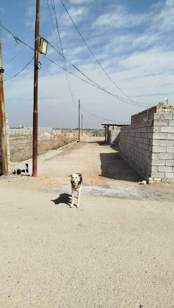 دونمين ونص ثلاث بيوت للبيع طابو زراعي سند 25 طريق الدغاره قرب نبي شعيب السعر على الاتصال ***********  / ***********
