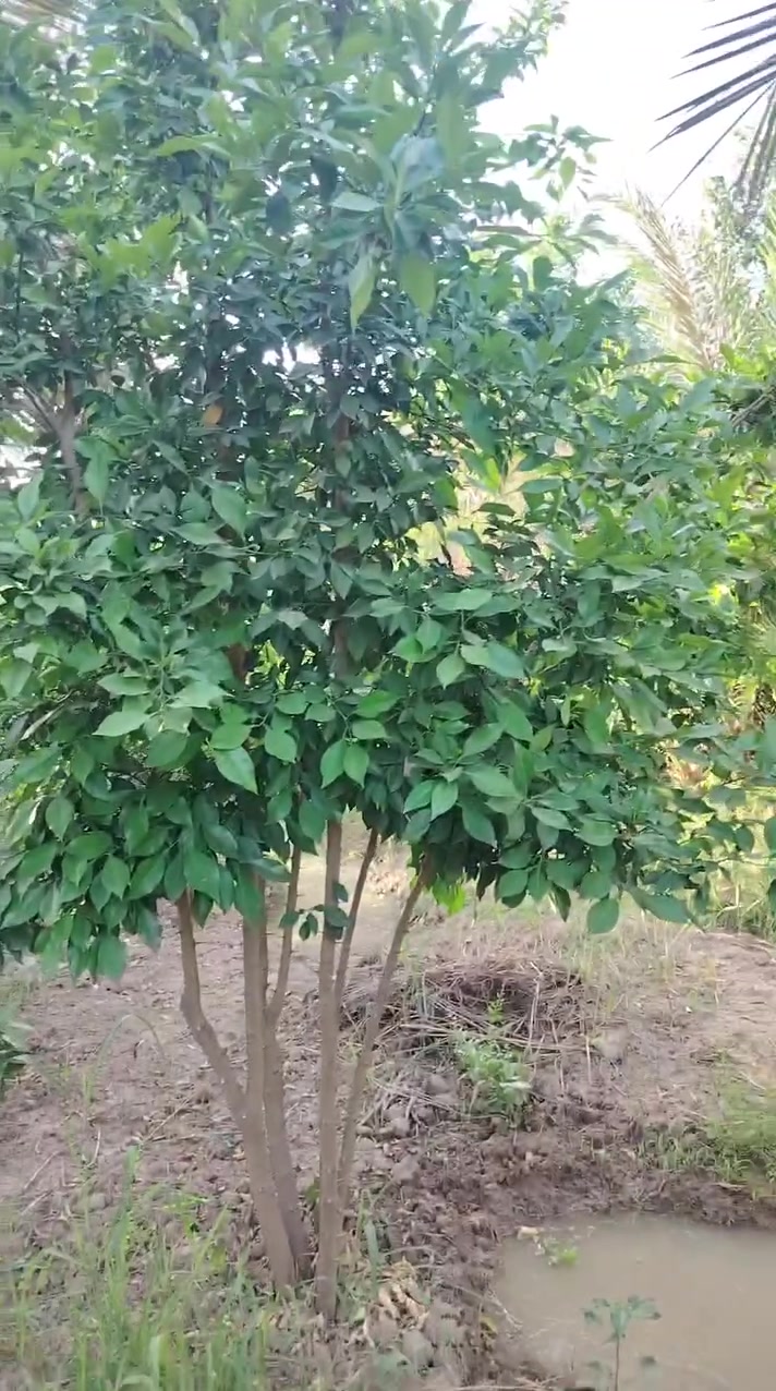 سلام عليكم
دونم للبيع العنوان بغداد الراشديه موقع ممتاز ومرتب
طابو زراعي سند 25تحويل مباشر بسم المشتري
سعر الدونم 175
الستفسار***********

