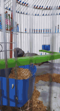 متاح للبيع هنه وتعلاكه فناجس باكستاني مكاني بغداد المعامل العماري
رقم .***********
