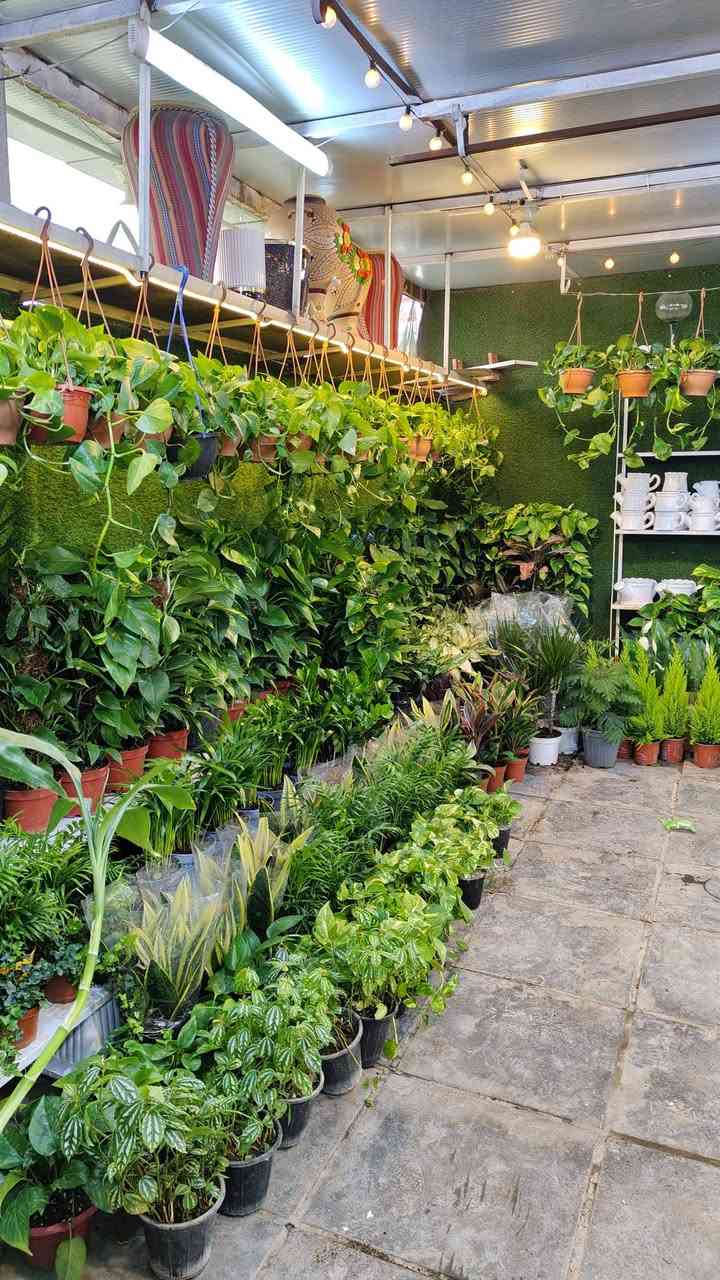 جميع انواع النباتات الظليه متواجدين بعد الافطار من الساعه 7:00 مساء الى الساعه 11:00
يفتح المشتل طيله ايام الاسبوع من الساعه 8:00 صباحا والى الساعه 11:00 ليلآ
#مشتل_زهور_واسط العنوان كوت فلكه الحاوي شارع مجمع دمشق الطبي مقابل ابتدائية الكوت للتعليم الأساسي #يوجد_توصيل_داخل_الكوت
*********** لطلب والاستفسار واتساب  او مراسله الصفحه الشخصيه بلال الواسطي🌹😊
