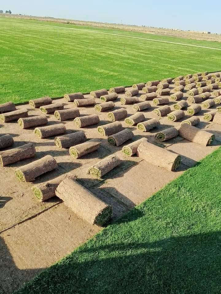 هةموو جؤرة چيمةن لامان بةردةستة
گةياندن بةردةستة
جؤرةكاني چيمةن بةردةستن👈  هندي_ اسباني_ انگليزي_  ايطالي _ فرنسي      هةموو جؤرةكان  چوار وةرزي سال  سةوزو گةشاوةية 
بؤ حةديقةي مال 🏠
بؤ ياريگا 🏟
بؤ مةشتل 🌳
بؤ پرؤژة 🏢
بؤ هةموو شتيك تؤ ئةتةويت 
 هةر بريک تؤ ئةتةويت ئامادةين دابيني بكةين ستافي خؤمان هةية  بؤ داناني چيمةن  داناني مرةشة   ديزايني هةموو جؤرة باخچةيةك 
تؤ تةنها پيوةندي بكة دةيگةينين  بةر دةرگا لةهةر شؤينيك بيت 
***********
