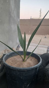 برحي نسيجي • فرخ • قابل تفاوض