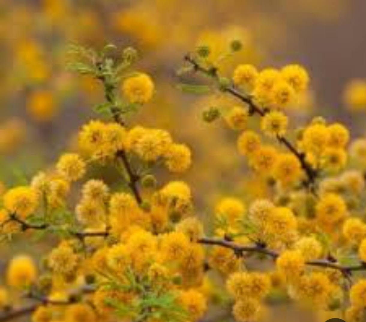 السلام عليكم 🍀🍀
🌱 متوفر لدينا بذور ست الحسن الأبيض ..
 وبذور طلح الفتنة العطري 🌱🌼🌼
🍄 ست الحسن الأبيض نبات متسلق سريع النمو، يتميز بأزهاره البيضاء الجميلة ذات الشكل البوقي، ويمنح الحديقة منظراً أنيقاً وجذاباً. مناسب للأسوار والأقواس والجدران، سريعة  النمو مع العناية الجيدة.
🍄 طلح الفتنة العطري شجرة زينة مميزة تتحمل الحرارة والجفاف، تمتاز بأوراقها الخضراء الجميلة وأزهارها الصفراء العطرية ذات الرائحة الزكية، وتعد خياراً رائعاً لأصحاب المناحل  🐝🐝🐝
✅ بذور ذات جودة عاليه ✅ مناسبة للأجواء الحارة. ✅ إرشادات للزراعة والعناية متوفرة.
📞 للتواصل مراسلة الصفحه او واتساب على الارقام التاليه 
***********
***********
سعر المغلف 1500
🔷متوفر اسعار جملة ومفرد .
🔷متوفر توصيل لجميع محافظات العراق .
الناصريه ..قلعة سكر..
