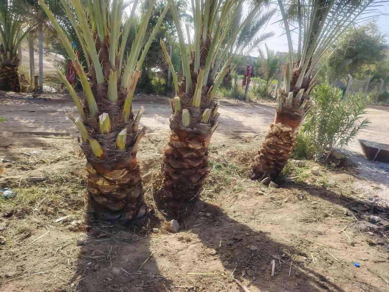 شغل اليوم يوجد تكريب قلع فروخ نخل تجذير نخل دوه نخل أتصل أو تراسل ( ***********)
