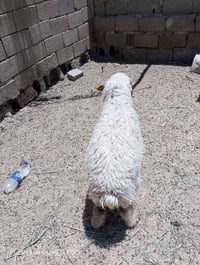 فطيمه • للبيع • دراجة ثلاثية • سكوتر • توك توك