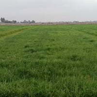 ١٤ دونم • ضمان شعير • بابل ناحية النيل