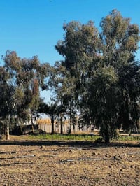 زنكورة الرمادي • ٣ دونم • طابو زراعي