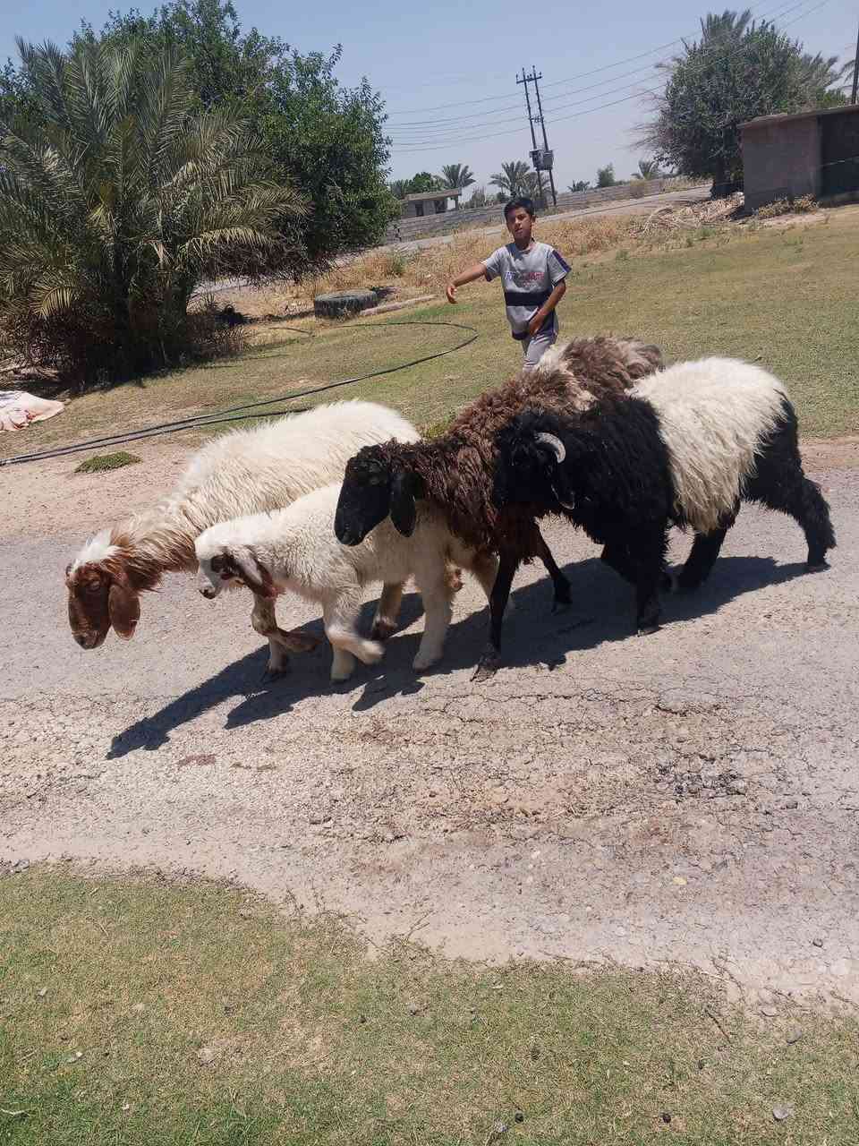اللهم صل على محمد وال محمد متاح حلال مطافيل اثنين  وحده وراها فحل واحده وراها فطيمه فوق ابنها عشاره بكان بغداد المشاهده توصيل.  ماكو خابر شراي تدلل رقم الموبايل.  ***********
