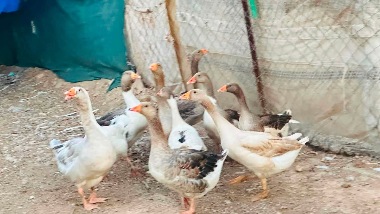 10قازی جوان و پاک بۆ فرۆشتن 
5سەرایە! 5باڕە! 
کەلار __ڕزگاری! ***********
