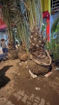 ٧ قطع • ابو لخصيب • واتساب فقط