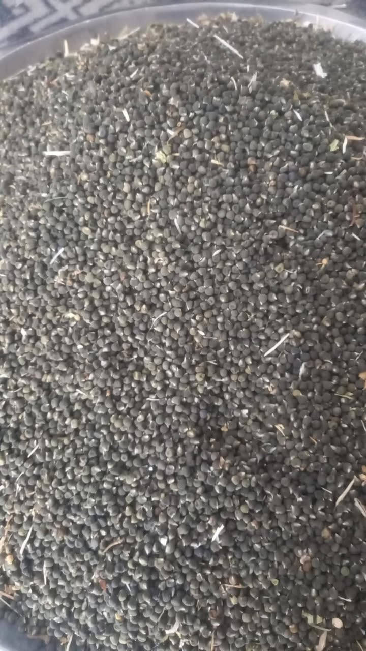 السلام عليكم 
يوجد بزر بانيه درجه اولى  
العنوان كربلاء الحسينيه 
الاستفسار ***********
@إشارة
