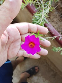 ورد الصباح • ورد البربين • تزهير ٢٠٢٦/٦/٤