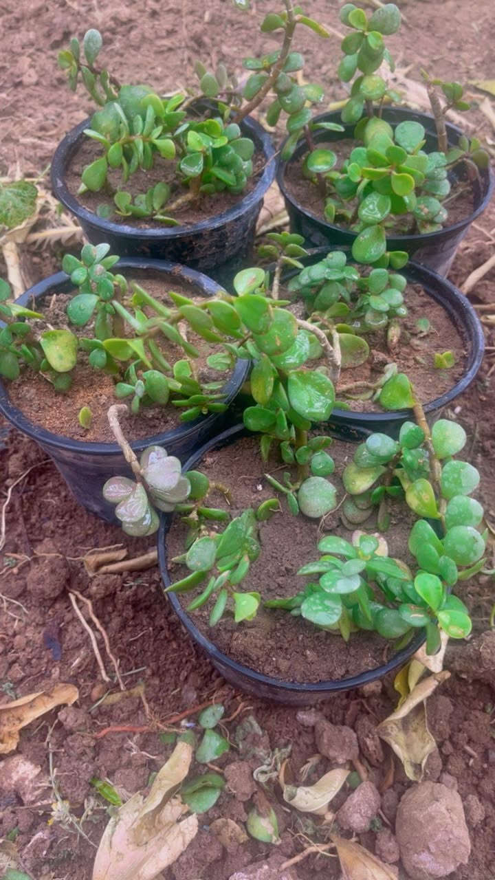 كل الي بالصوره بالف 
لطلب والاستفسار مراسلة الصفحه يوجد خدمة توصيل خانقين


**إذا كنت صاحب هذا الإعلان وتريد حذفه لأي سبب، رجاءا أرسل رسالة إلى الدعم الفني**