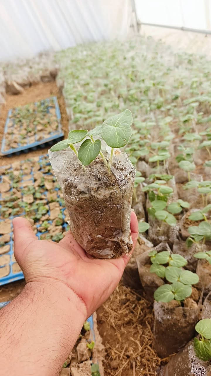 شەتڵی بامێی 12 ئیمام بیبەری تون باینجانی خۆماڵی بەردەستە  گەیاندن بەخۆڕایی  بۆ حیجز کردن   نامە بنێرە لەخزمەت تانین


**إذا كنت صاحب هذا الإعلان وتريد حذفه لأي سبب، رجاءا أرسل رسالة إلى الدعم الفني**