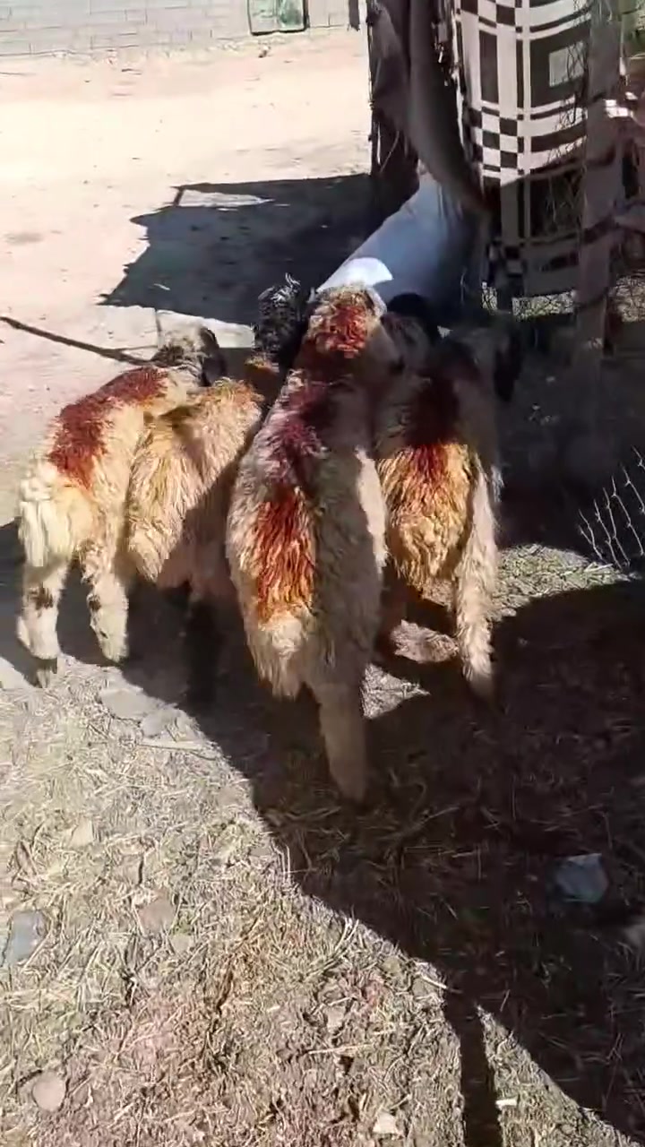 بسم الله متابعينا الغوالي 5خرفان مال ربط شرط النصاح سعر الزوج ب475 الشراي يتصل ويدلل المكان حديثه بروانه حي الشرطه ***********

