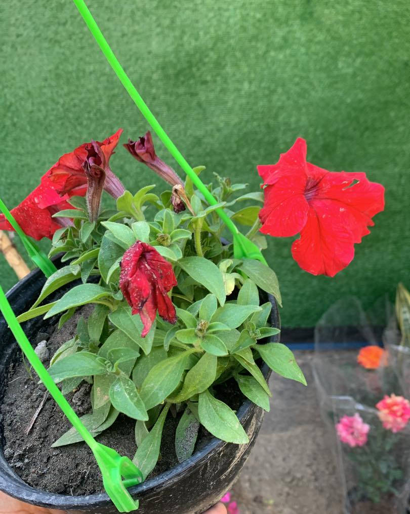 بتونيا تعليق متدلي 
#سعر #ب3500


**إذا كنت صاحب هذا الإعلان وتريد حذفه لأي سبب، رجاءا أرسل رسالة إلى الدعم الفني**