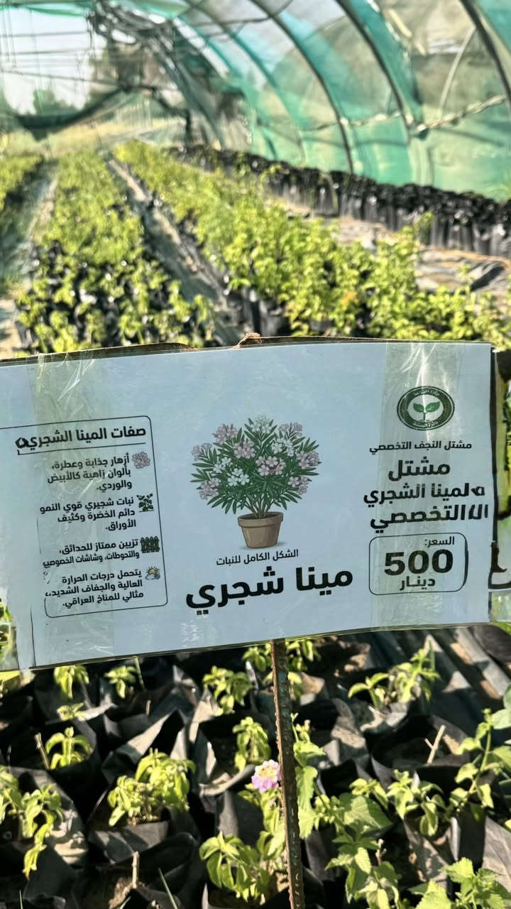يسرنا ان نعلن عن اطلاق بيع شتلات الزينة والجاهزة للبيع الان وهي موضحة بالصور مع الاسعار🌿

تتوفر لدينا تشكيلة متنوعة من شتلات الفاكهة والزينة وبجودة ممتازة وبأسعار مناسبة 🌱

📍 العنوان:
شارع نجف – كربلاء / عامود 173
قرب أكاديمية الشرطة وفرقة الإمام علي

🕘 أوقات العمل:
من الأحد إلى الخميس
من الساعة 7:00 صباحاً ولغاية 1:00 ظهراً

🌳 مشتل النجف
أهلاً وسهلاً بزيارتكم
#مشتل_النجف_التخصصي
#دائرة_البستنة


**إذا كنت صاحب هذا الإعلان وتريد حذفه لأي سبب، رجاءا أرسل رسالة إلى الدعم الفني**