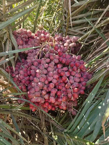 توجد انواع فسائل النخيل وباسعار مناسبة جدا
برحي مكتوم مجهول قرنفلي 

عجوه المدينة طه افندي 

اخت الفحل عوينه ايوب 

ام البلاليز جمال الدين 

ليلوي بلكه مكاوي جوزي قزمي 

شويثي احمر واصفر جبجاب 

بريم بربن ديري كنطار خضراوي 

حمراوي حمره الجبل زاملي ابراهيمي 

مكاني كوت ***********
