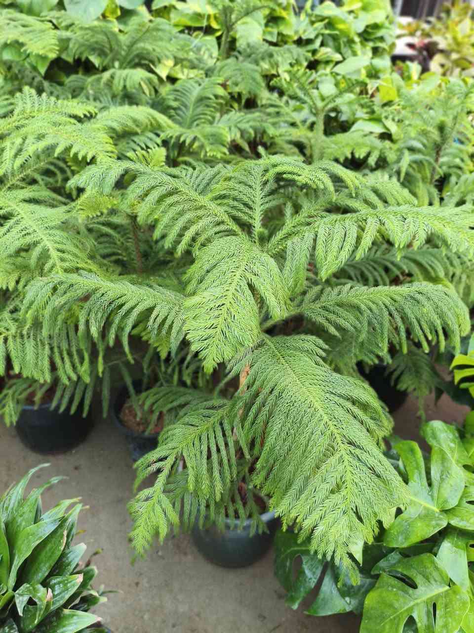 اللهم صلي على محمد وال محمد ❤️ 

على بركة الله 

وصلتنه النباتات الضليات 
العنوان شهربان حي العصري بصف المستشفى العام


**إذا كنت صاحب هذا الإعلان وتريد حذفه لأي سبب، رجاءا أرسل رسالة إلى الدعم الفني**