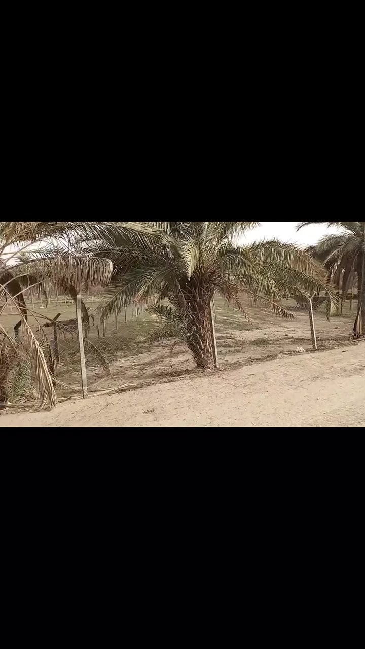 بسم الله الرحمن الرحيم
اللهم صل على محمد وآل محمد 

4دونم للبيع طابو زراعي سند 25 تحويل أسهم مسيجه بي ار سي صالحه للزراعه او للسكن خدمات ماء وكهرباء مولدة عرض الشارع 9م على روائي مباشر العنوان كربلاء طويريج منطقة الرشيدة قرب السيطرة اي استفسار مراجعة مكتب 🏢 #عقارات #علي #الجنابي مقابيل جسر 🌉 حي الصناعي مجاور دارك مول 🏬 ***********
