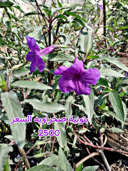 بفظل الله وبركاته توفرت عدنه جميع النباتات المزهراء 

الدائميه  كل صوره وجواها السعر توجد خدمه توصيل 
***********
