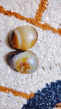 سليماني • اصلي • نثى وفحل